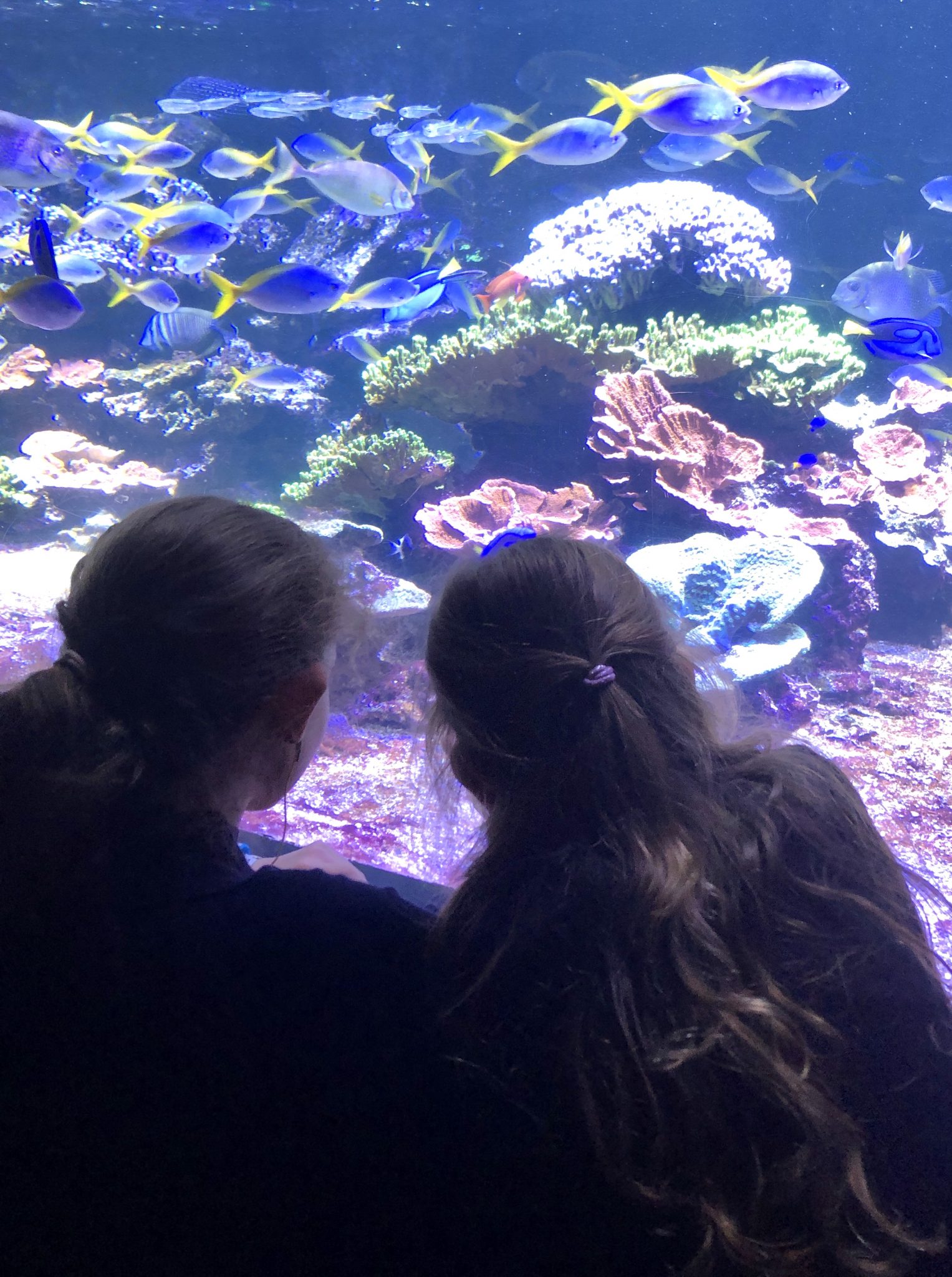 Vakantie tip Nausicaa, het grootste aquarium van Europa Mama's Liefste
