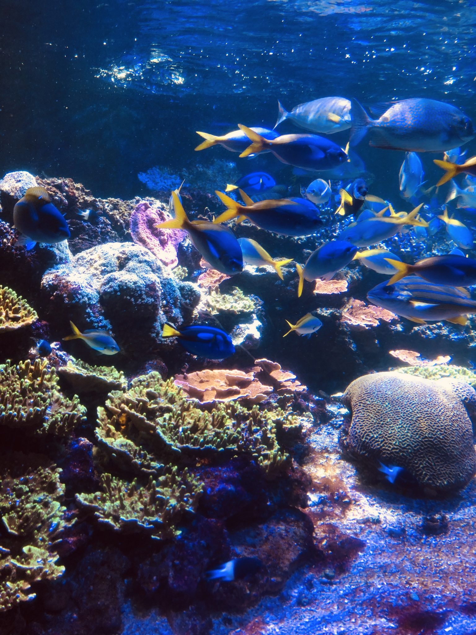 Vakantie tip Nausicaa, het grootste aquarium van Europa Mama's Liefste